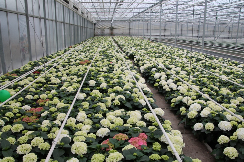 pepiniere-ROQUESTERON-min_nursery-hydrangea-white-flowers-greenhouse-flower-1609210-pxhere.com